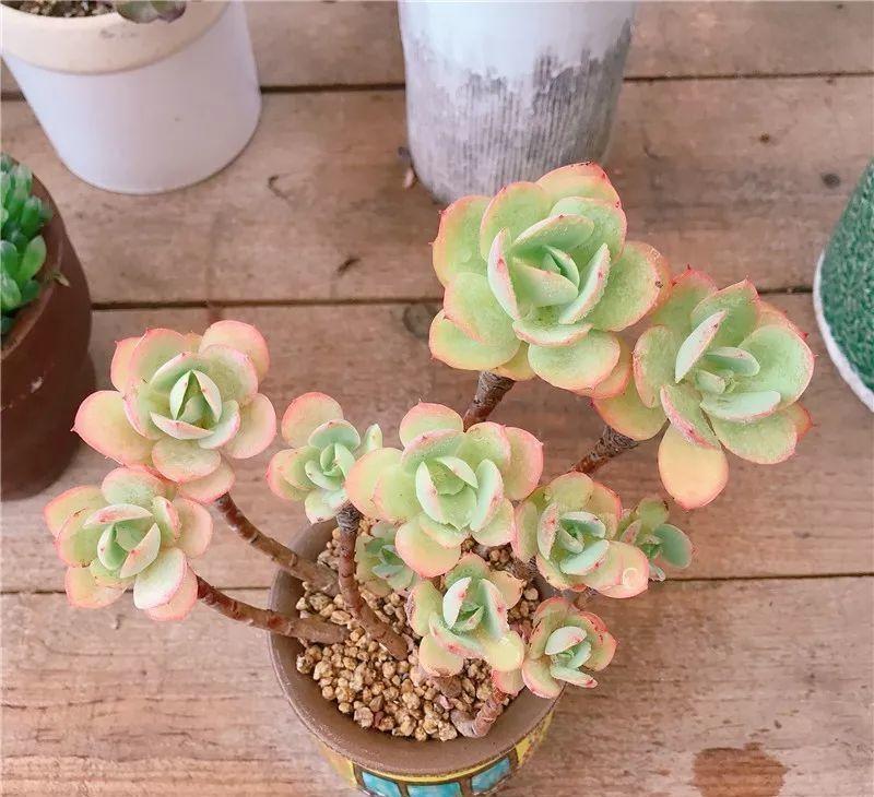 养了8年的“老桩”，价值2000块，这样的碧桃多肉，你舍得买吗？