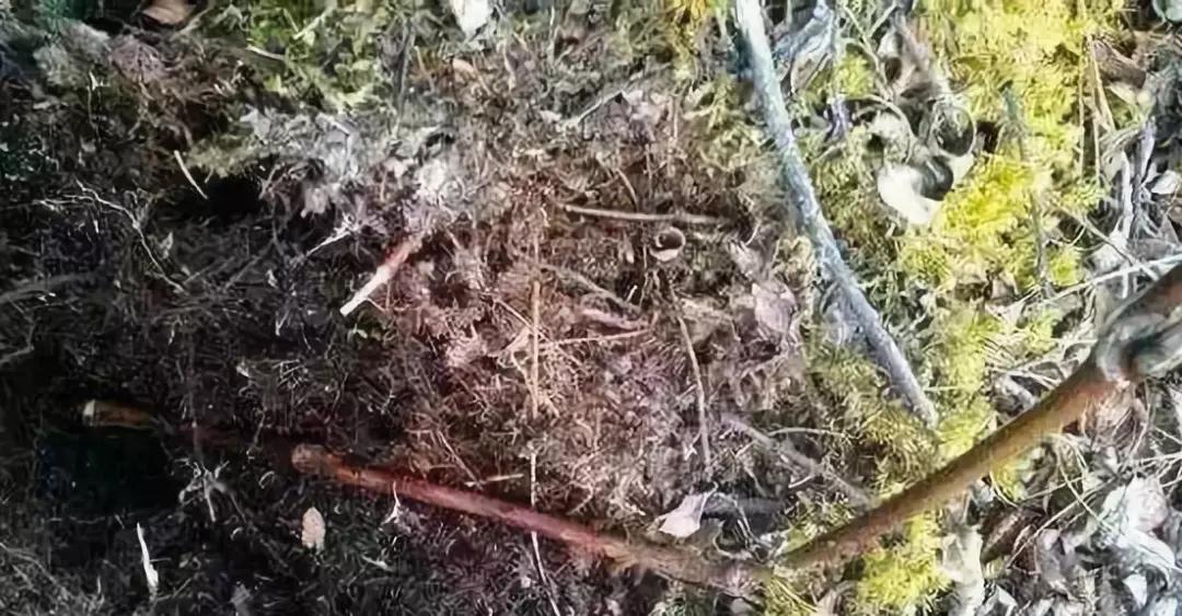 等疫情结束了我想回安徽,等疫情结束了我想回趟老家