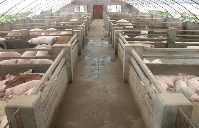 猪蓝耳病快速治疗打什么针,治疗猪蓝耳病的中药处方