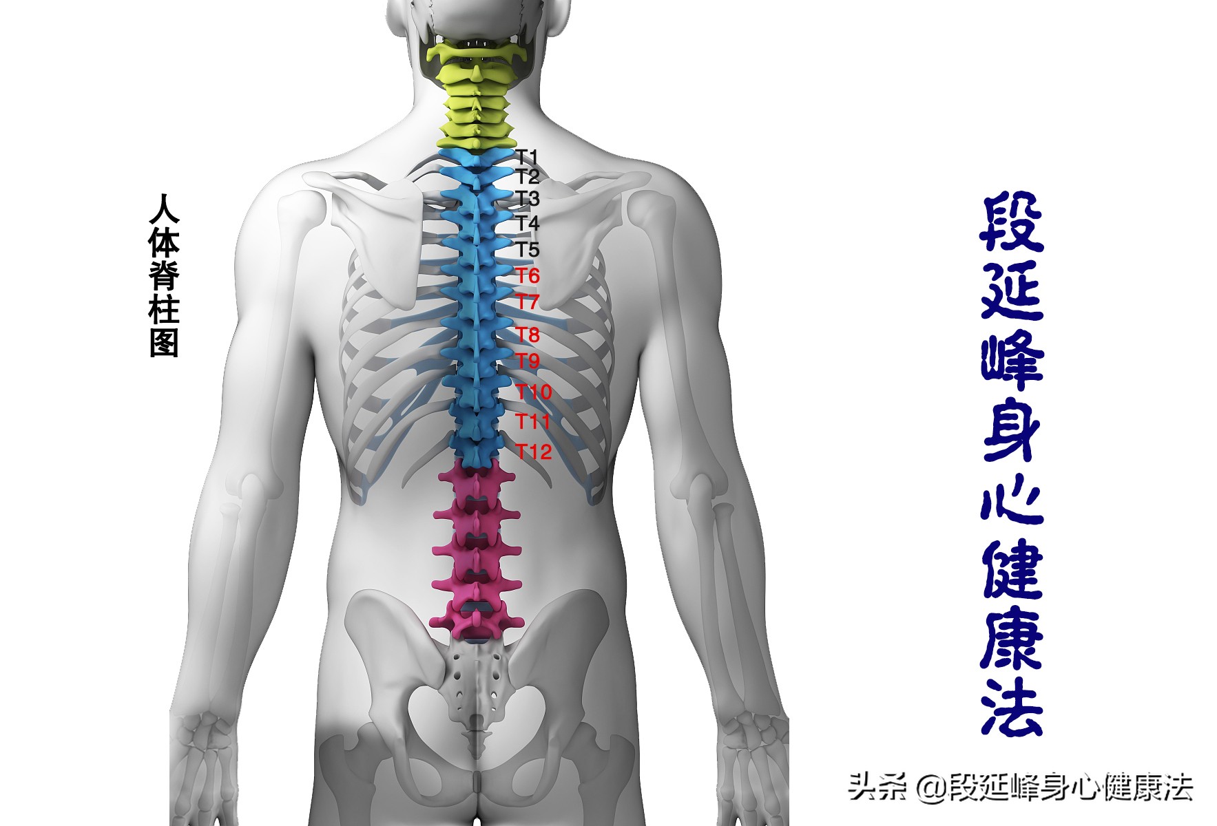 胃肠动力不足中药如何调理,胃肠功能紊乱胃动力不足怎么办