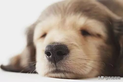 得了狗瘟鼻头是湿的,得狗瘟的狗狗鼻头白了一小块