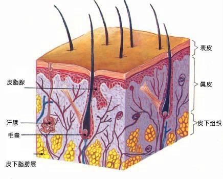 脸上毛孔粗大为什么不可逆,鼻子上的毛孔粗大不可逆