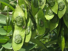 名贵木材高档家具黄花梨,黄花梨生长环境及温度