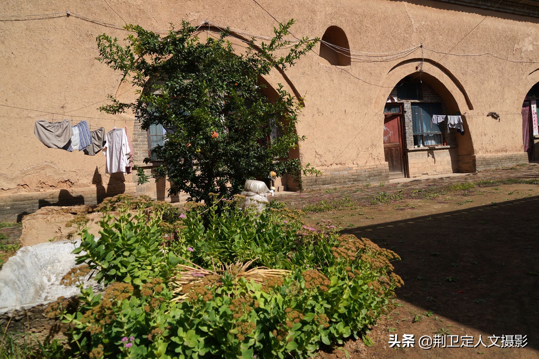 7旬大叔家发现50年生的“神草”，大如磨盘，谁要免费送