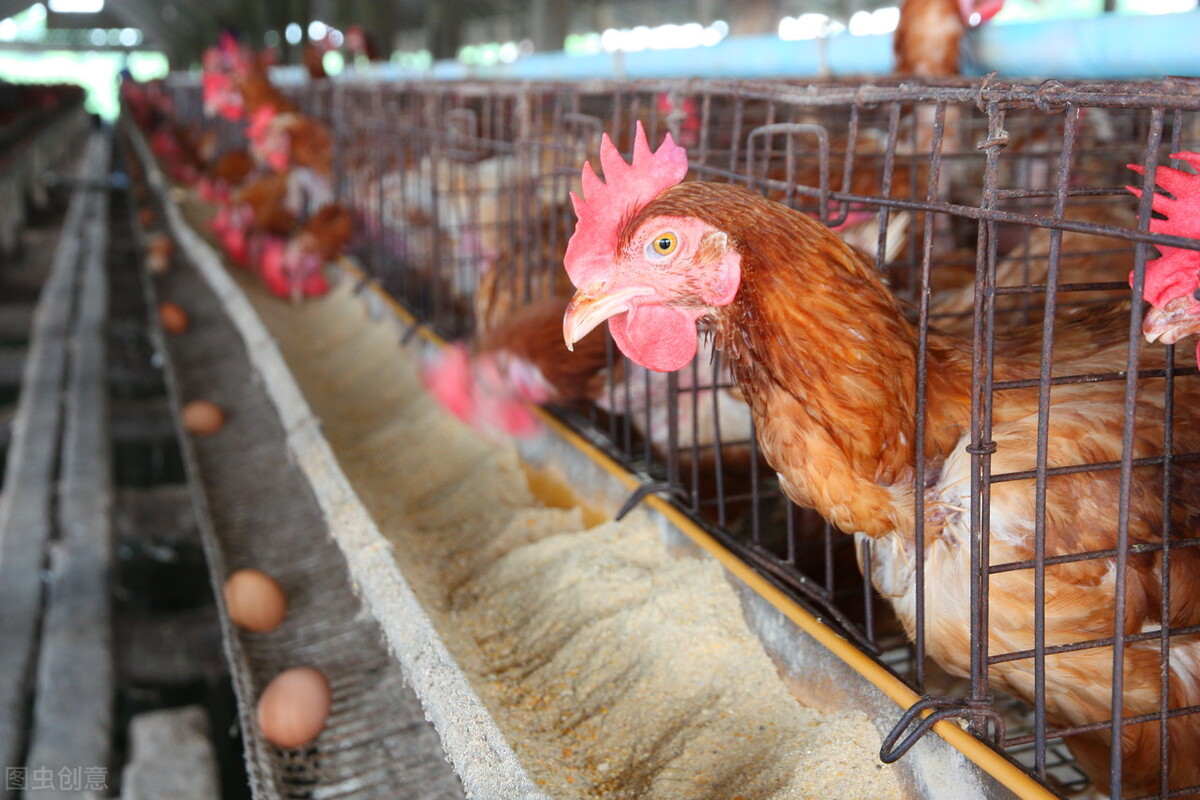 鸡为什么下软蛋主要有6个原因,鸡为什么下了硬蛋隔天下软蛋