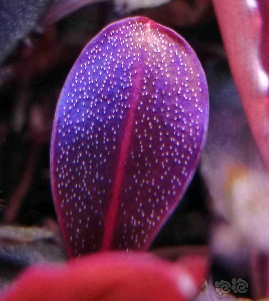 辣椒榕溶叶是什么状态,辣椒榕为什么会溶叶