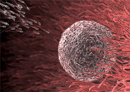 为啥有排卵却不易受孕呢,静医生团队调理怀孕可靠吗