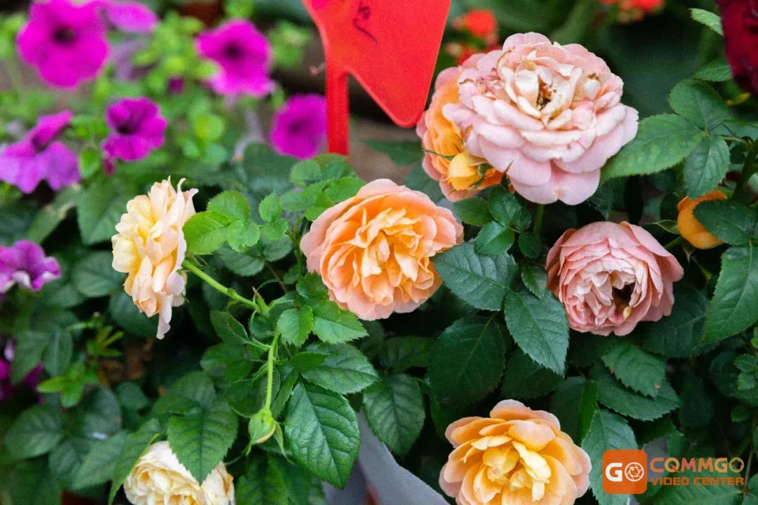 重庆花市排名前十名,重庆花市哪里最便宜