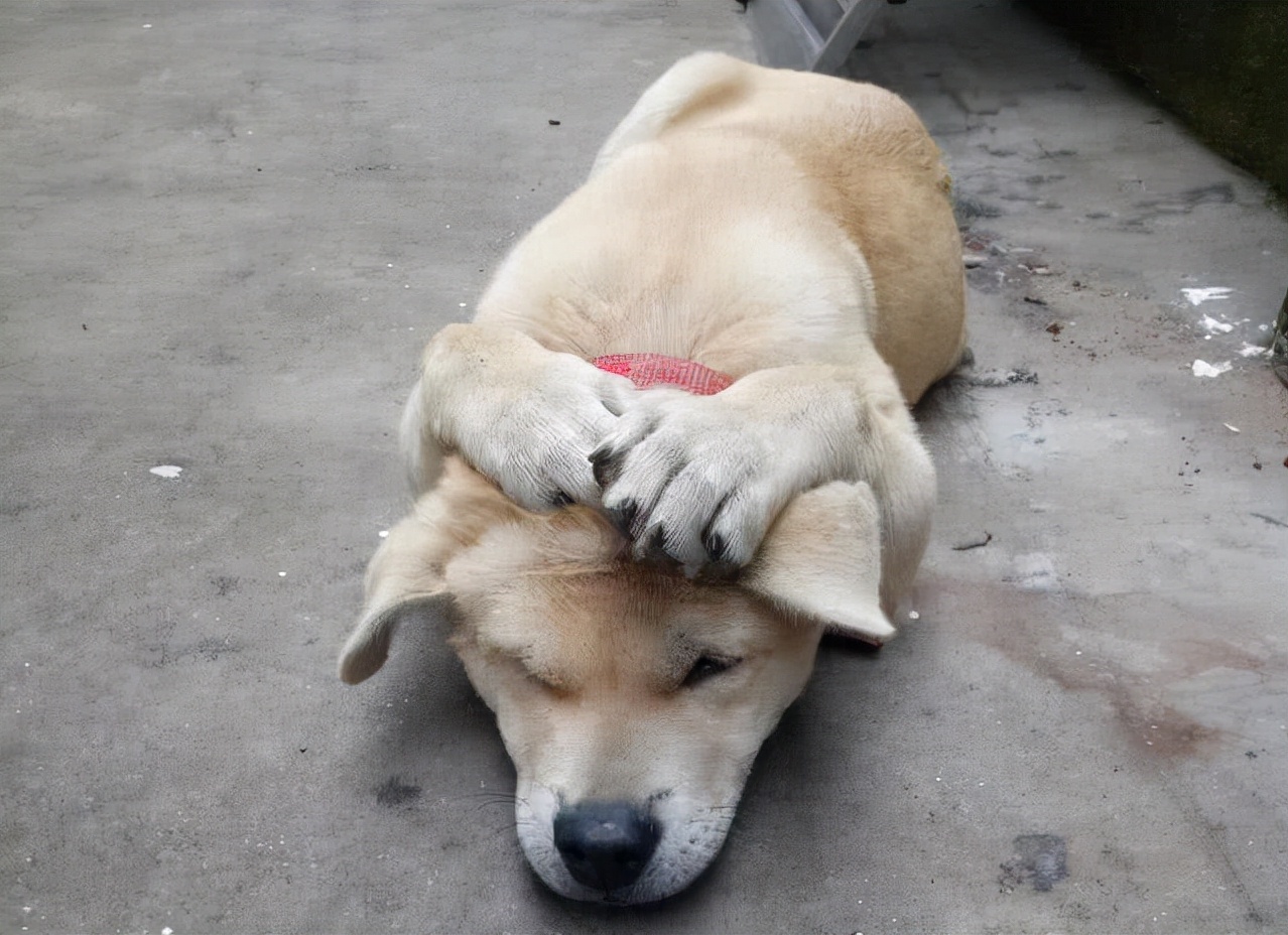 经常打狗狗会有这些后果,经常打狗狗好不好呀