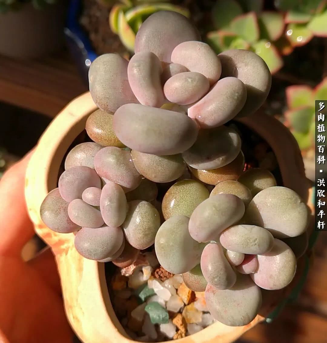 多肉的四季轮回,四季轮回多肉