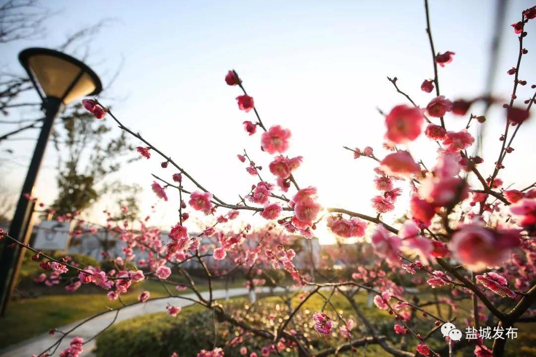 最近盐城经济技术开发区,盐城经济技术开发区发展