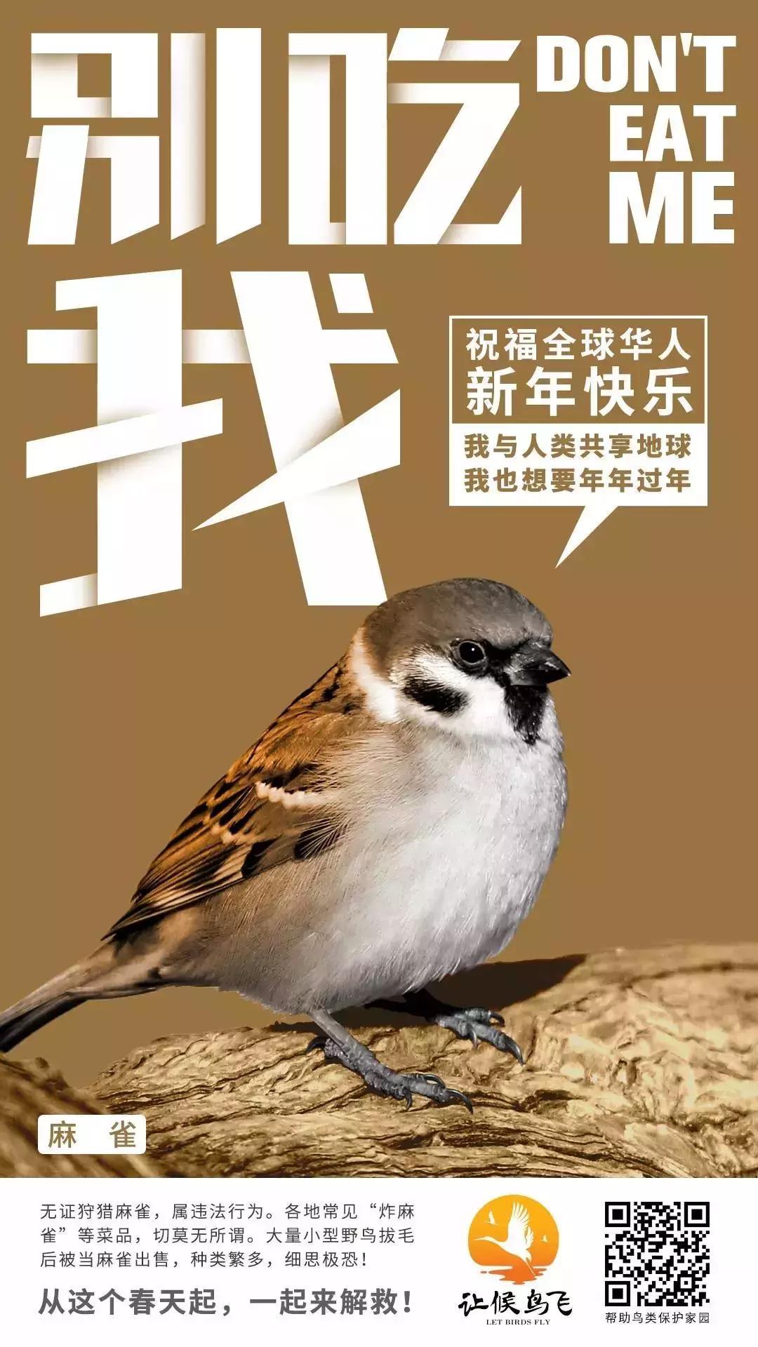 野生雀鹰的药效与作用,野生鸟内脏可以吃嘛