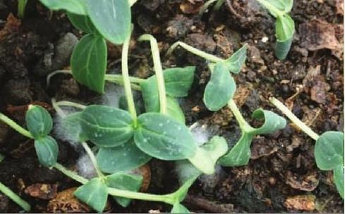 太子参立枯病与猝倒病的区别,猝倒病和立枯病打哪种药好