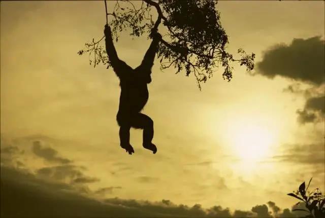 同在非洲，为什么摩洛哥人不是黑色皮肤？非洲人是哪个人种？