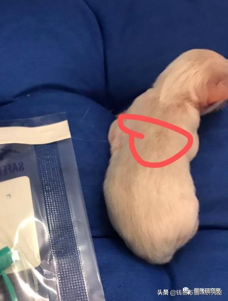 刚生的小猫母猫不在如何照顾,早产没长毛的小猫怎么救活