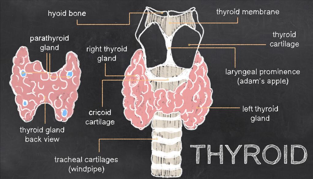 甲状腺结节不能完全治愈吗,甲状腺结节没有明显症状要治疗吗