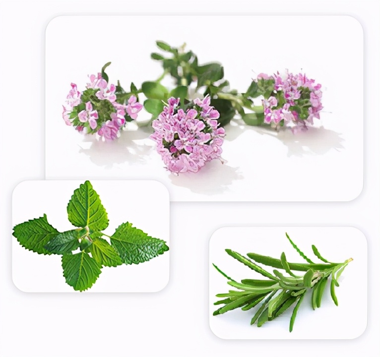 绿符LEAFOR|七里香的香到底是什么香？