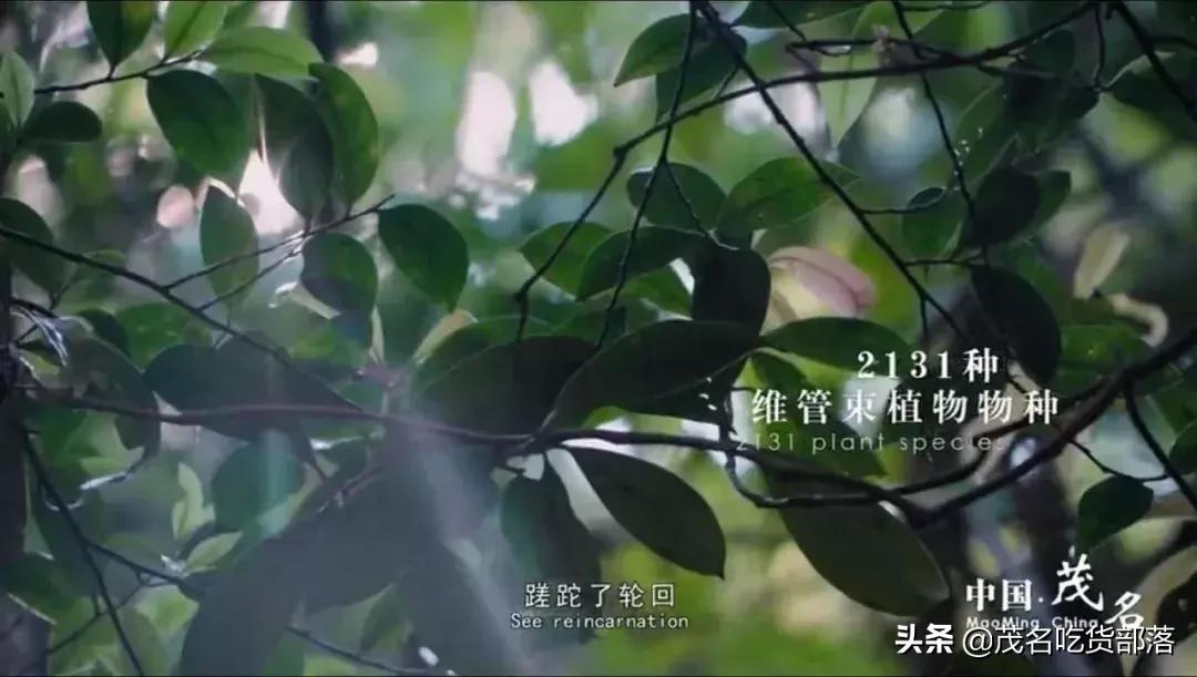 茂名这座城市被誉为什么城,茂名是一座怎样的城市