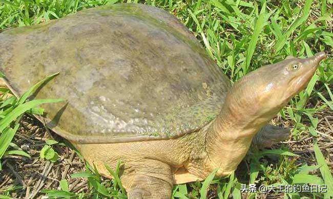 中华鳖保护动物,鳖是国家一级保护动物么