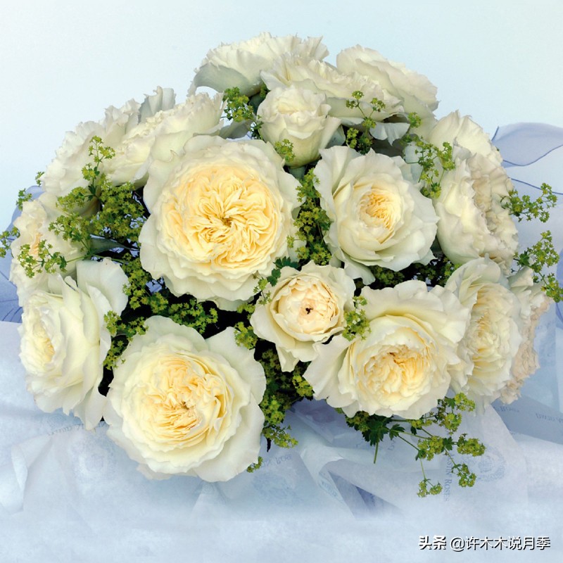 切花大全100种,鲜花大全50种花的花语