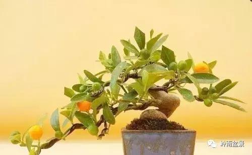 高桩金豆盆景大全,金豆双杆文人盆景欣赏