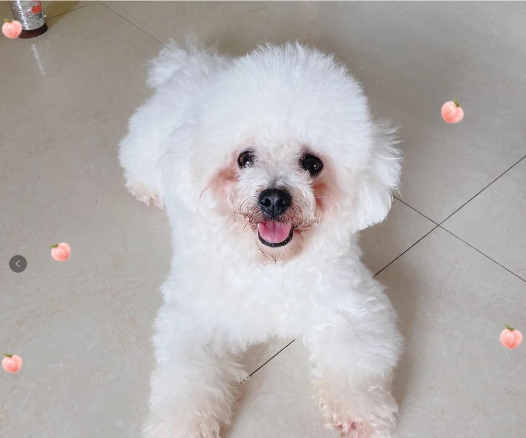 狗狗眼屎多泪痕发红什么原因,狗狗泪痕严重是因为有炎症么