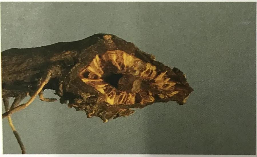 苦到极致的黄连,苦黄连的药用价值