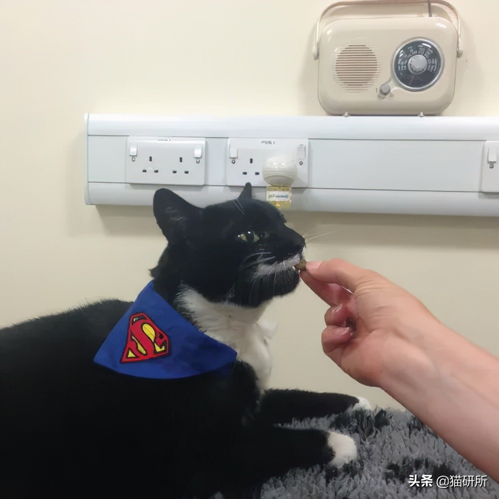 猫咪大部分是什么血型,猫咪的血型有哪几种