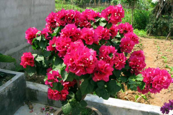 三角梅怎么养让它的枝节短而粗,三角梅怎么让它的根又粗又壮