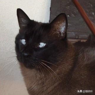 猫咪斗鸡眼是什么意思,猫咪斗鸡眼困倦不爱动微微颤抖