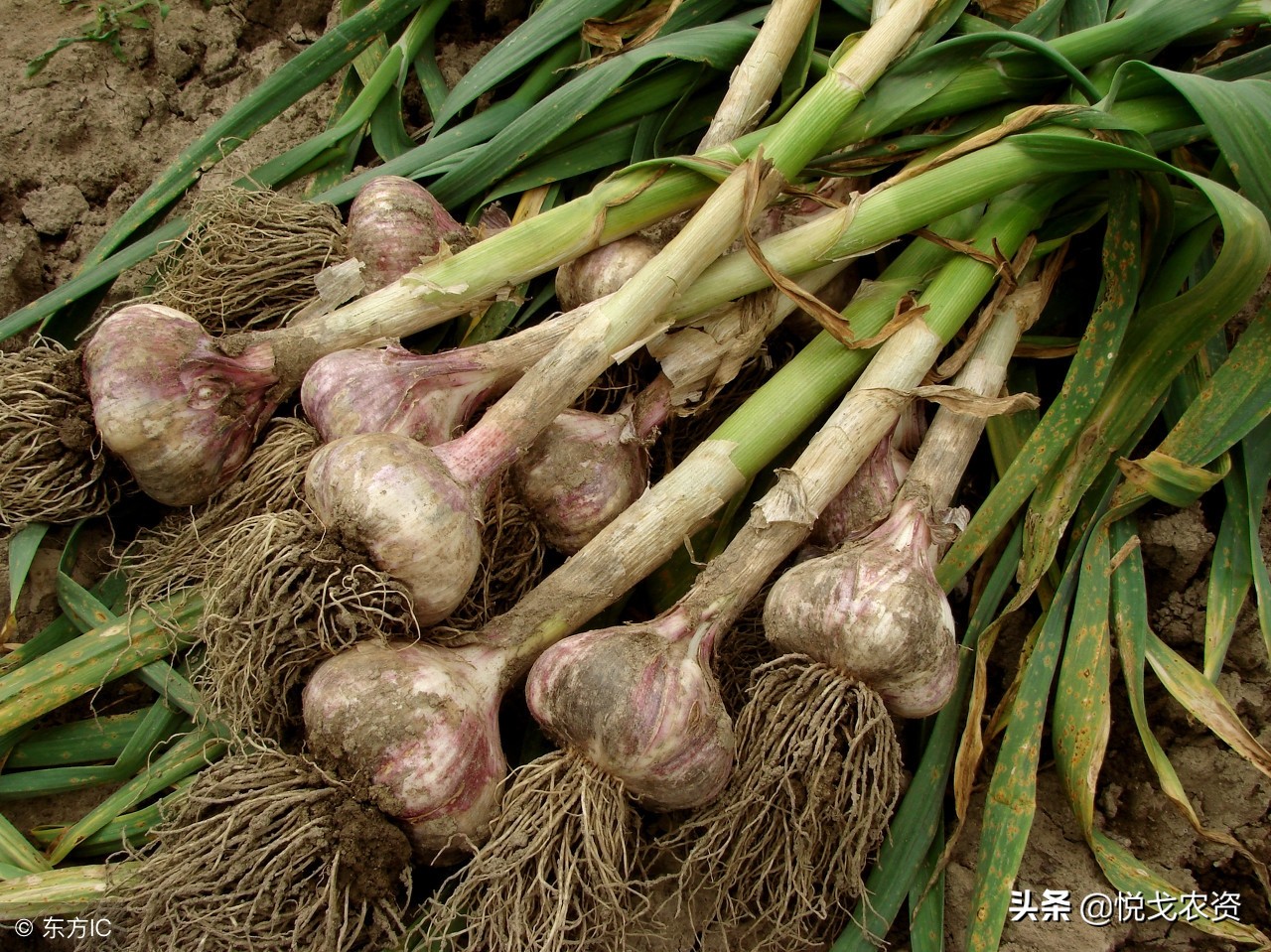 2019年大蒜价格走势图,大蒜价格2018年4月24日大蒜价格