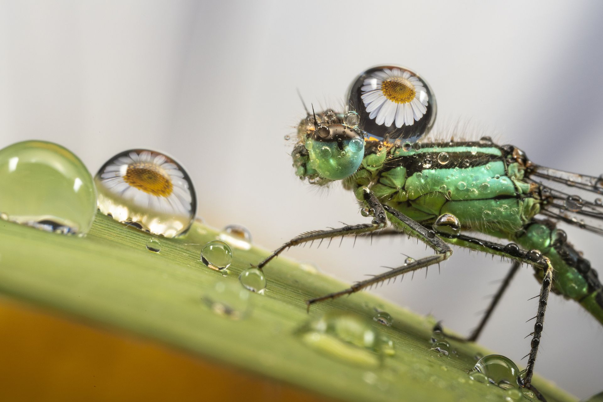 棕熊打各种熊和各种动物画面,动物和熊斗的视频