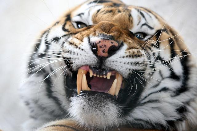 内部审计应该分析哪些财务数据,审计基础与实务银行存款审计