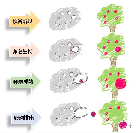 隔壁老王两口为啥那么容易怀孕？