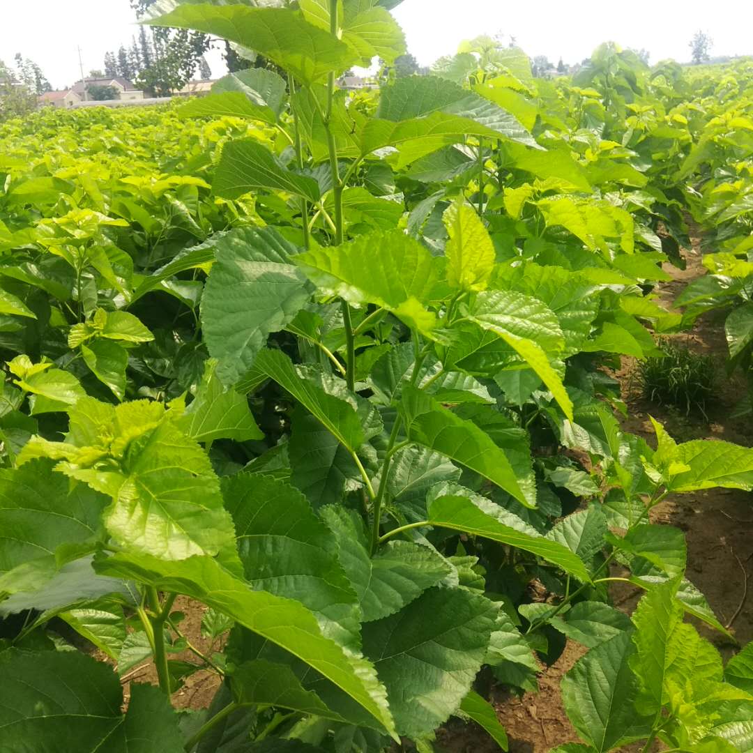 熟蚕为什么一动不动,熟龄蚕不吐丝怎么办