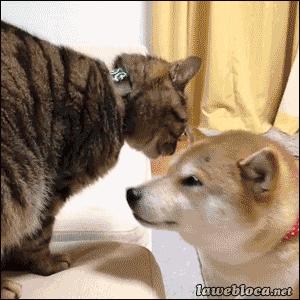 猫咪被陌生的狗舔了什么感受,被猫咪舔手指头是什么感觉