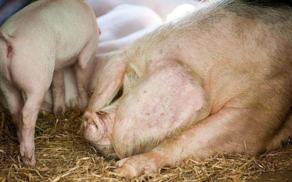 猪流行性腹泻的最佳治疗方案,猪得了腹泻怎么办?三点轻松搞定