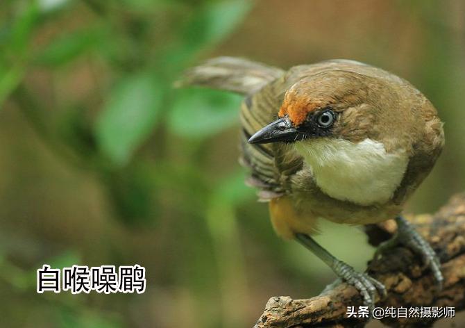 画眉品种有哪些,画眉科的鸟类大全