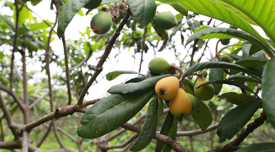 广州摘荔枝玩水,广州摘水果泡温泉