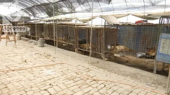 暴毙宠物犬后续,浑身抽搐的狗视频