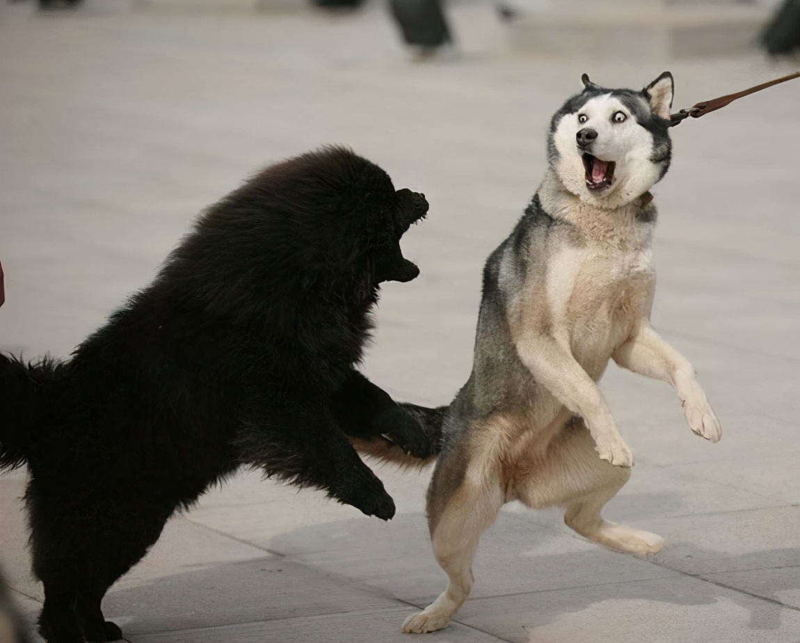 智商最高的狗狗品种小型犬,可爱的狗品种小型犬