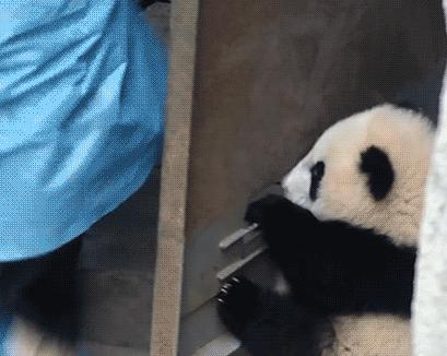 欧洲第一只大熊猫,第一只被带到国外的大熊猫