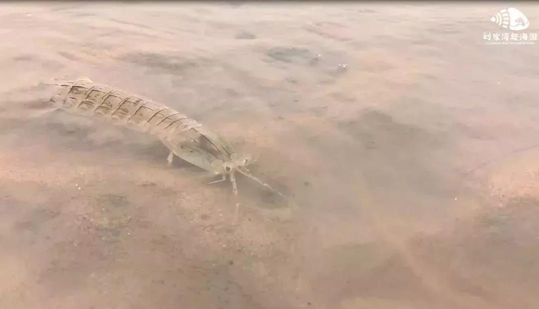 赶海吃各种爆辣的海鲜,好嗨哟赶海抓海鲜