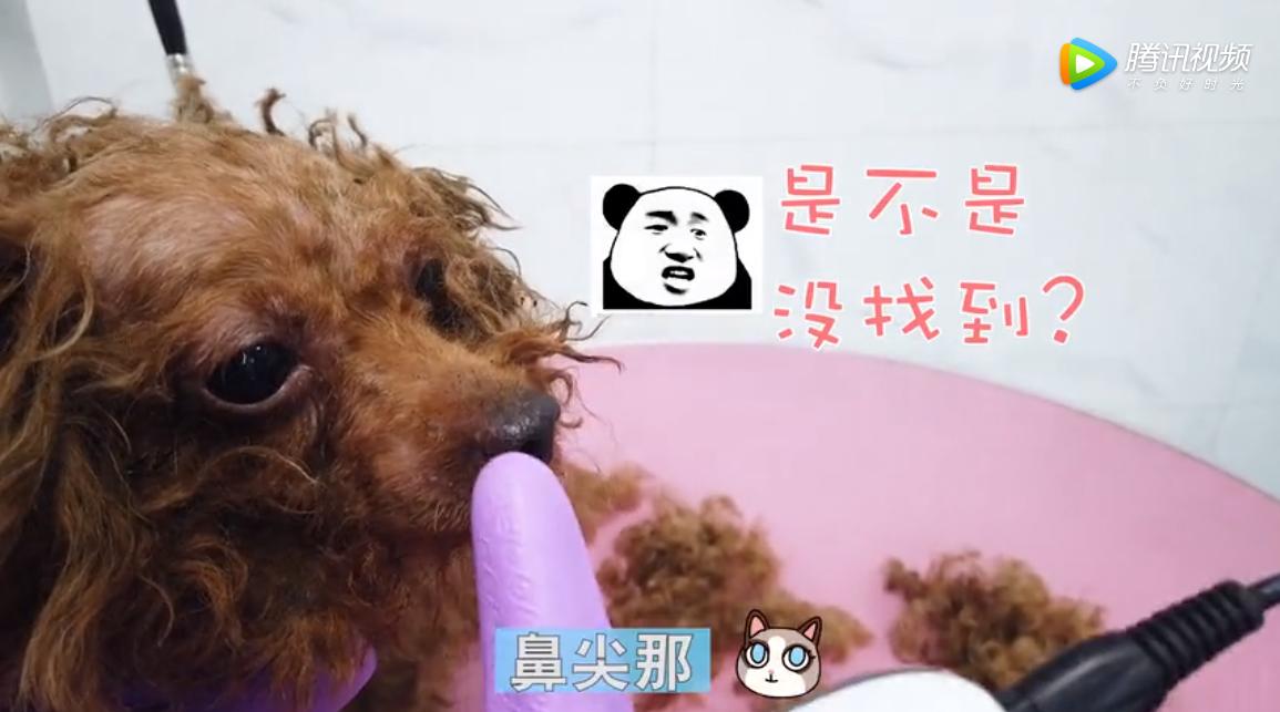 泰迪狗身上有跳蚤怎么办,主人去狗狗洗澡