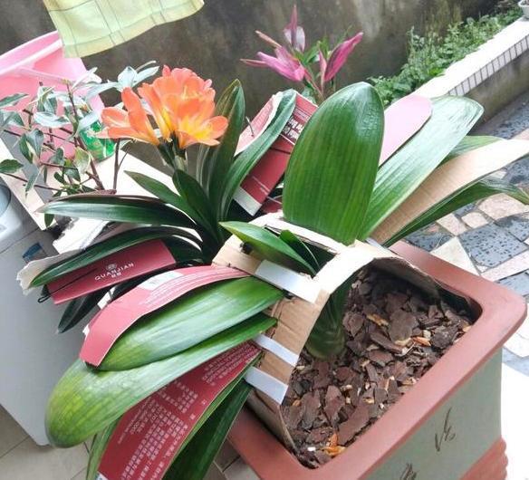 买花浪费钱吗,买花省钱小妙招