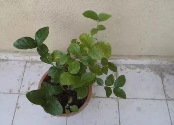 家里养茉莉花怎么配土,养茉莉花小妙招