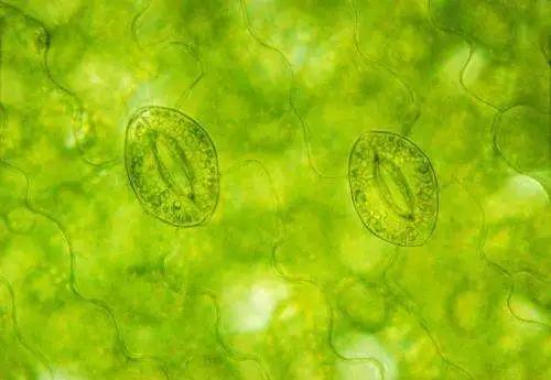 氨基酸、黄腐酸、腐植酸:三大生物刺激剂的作用与区别