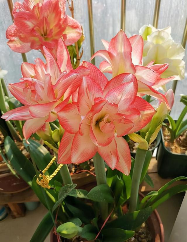 十月适合养什么花,十月现在季节养什么花不怕冷