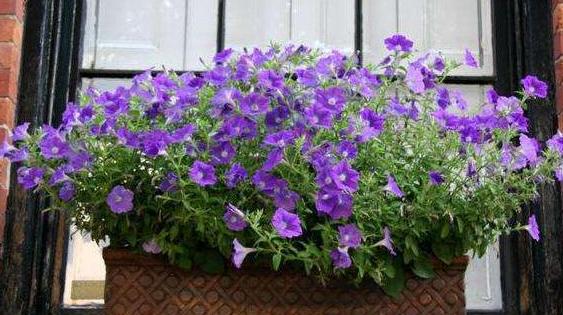 牵牛花怎么养护才能爆盆,夏天重瓣牵牛花苗怎么养