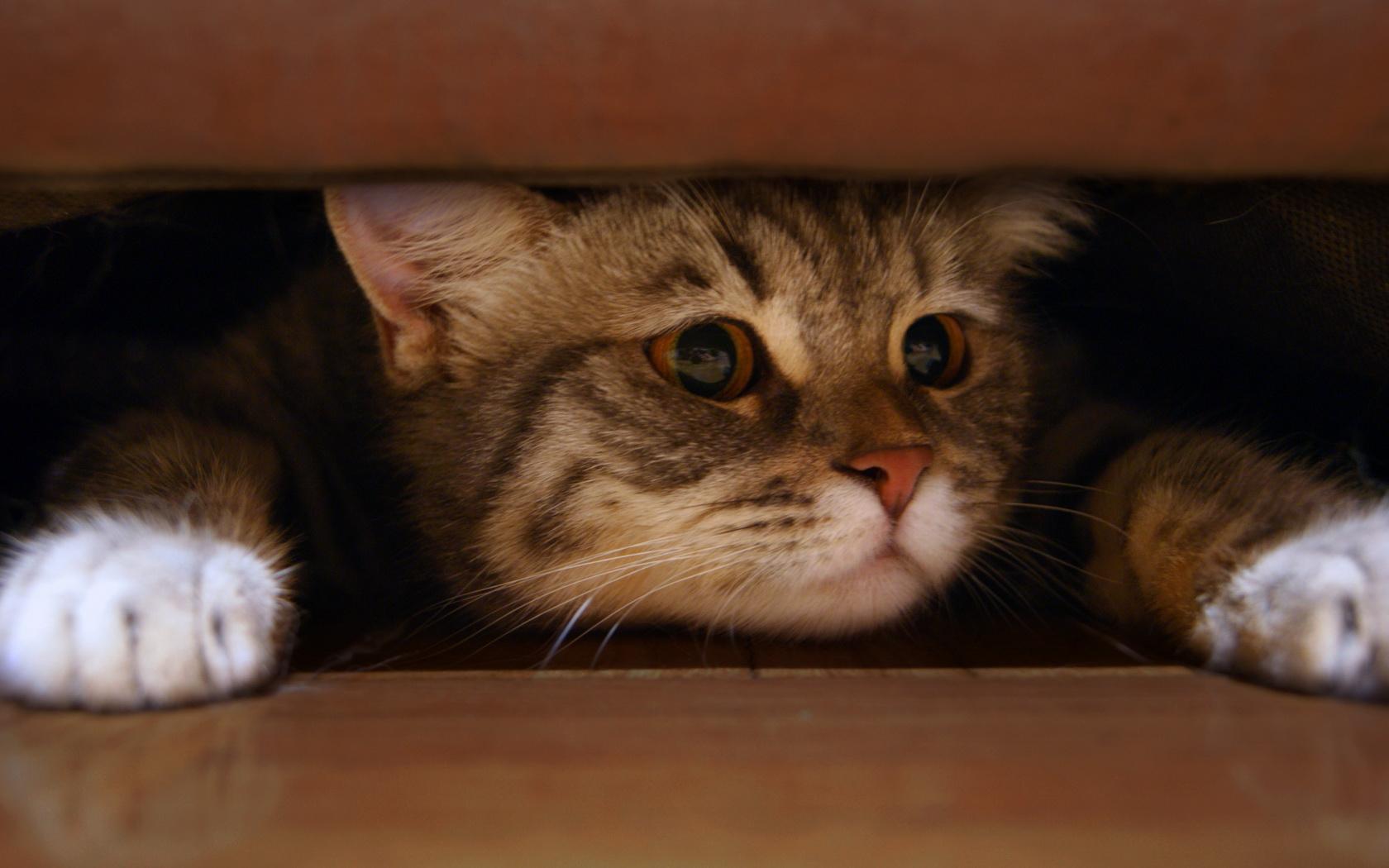 猫咪特别怕人警惕性很高怎么办,如何让猫咪不怕人的三个方法